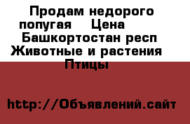 Продам недорого попугая. › Цена ­ 850 - Башкортостан респ. Животные и растения » Птицы   